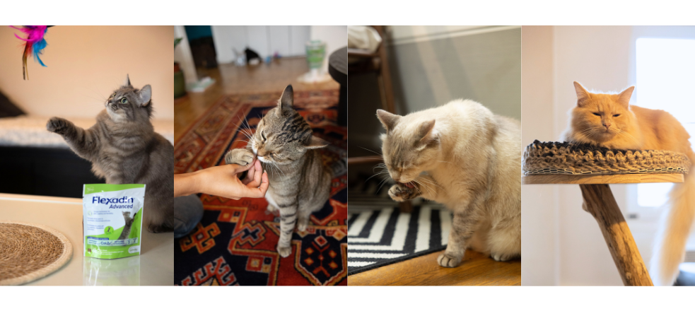 Routine: katten die jagen, eten, wassen en slapen