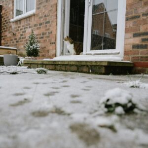 Veilig buiten in de winter: tips voor katten. Kat die in deuropening staan en naar buiten kijkt