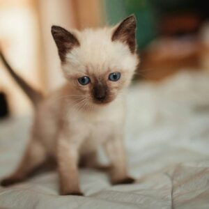 Nieuwe kitten of geadopteerd kat in huis, enkele tips.