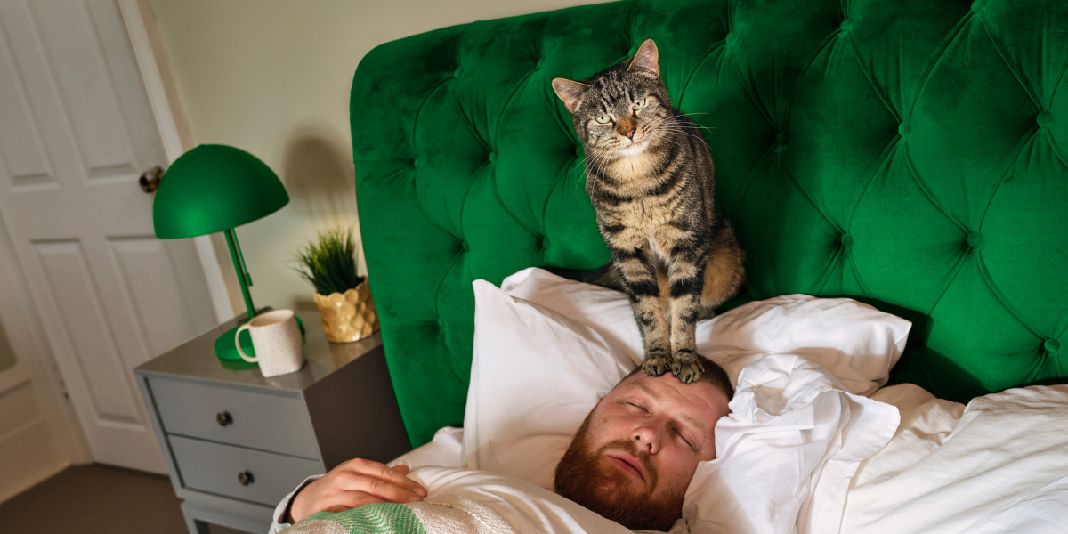 6 signalen wormen bij kat