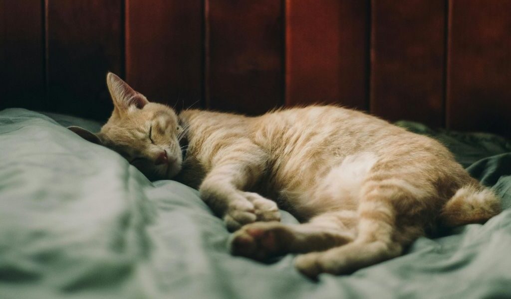 5 tips om wormen te voorkomen bij kat - propere leefomgeving