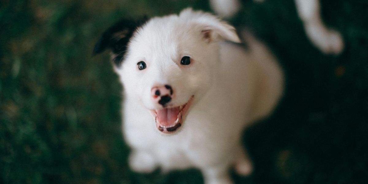 Een nieuwe puppy of geadopteerde hond in huis? 8 tips voor een goede start