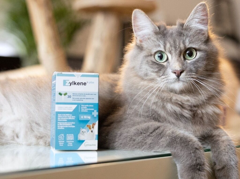 Zylkene voor katten. Tips voor kittens en geadopteerde katten