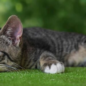 Rauw vlees en prooidieren kat