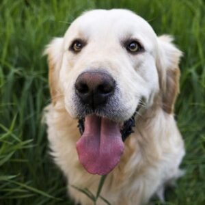 Rauw vlees en prooidieren hond