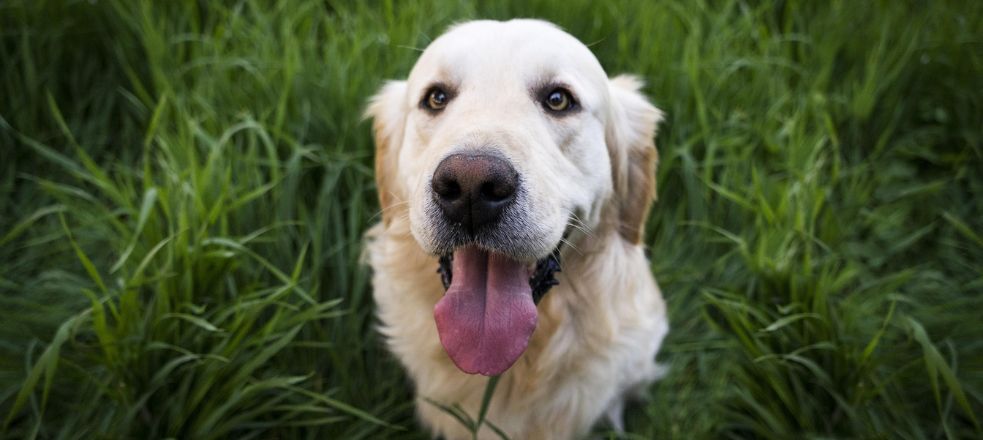 Rauw vlees en prooidieren hond