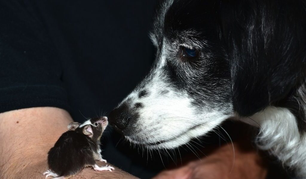Rauw vlees en prooidieren hond muis