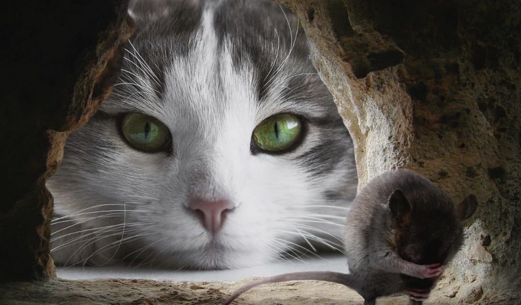 Rauw vlees en prooidieren kat muis