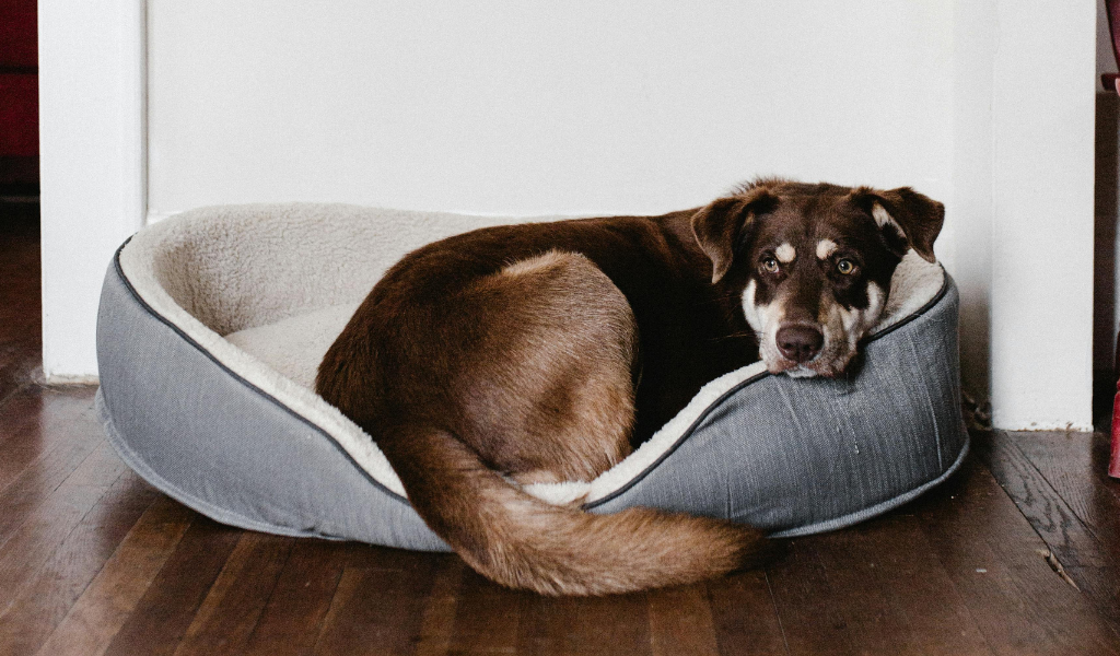 Hondemand hygiëne: hond die in zijn mand ligt
