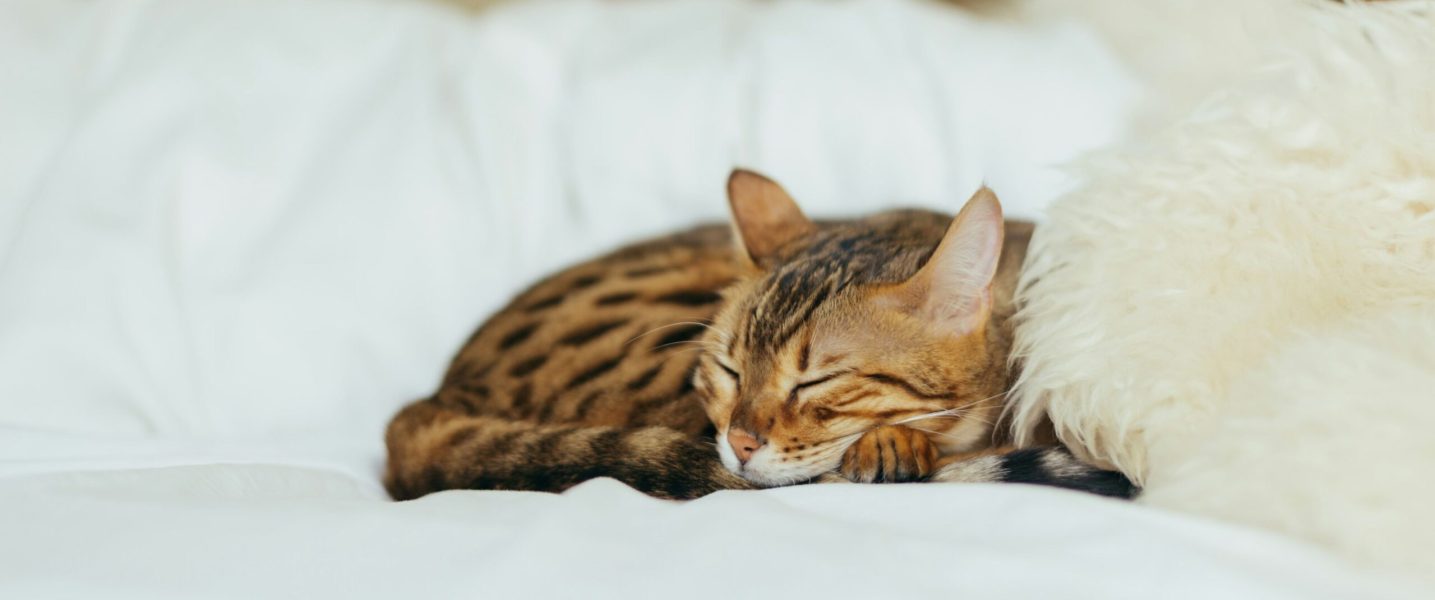 6 signalen dat je kat wormen heeft. Als je kat een doffe vacht, een verandering in eetlust, braken, diarree, gewichtsverlies of een gebrek aan energie heeft, kan dit wijzen op wormen.