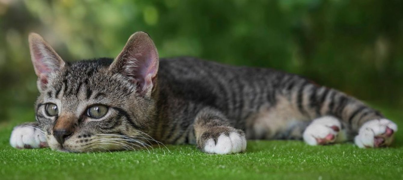 Rauw vlees en prooidieren kat