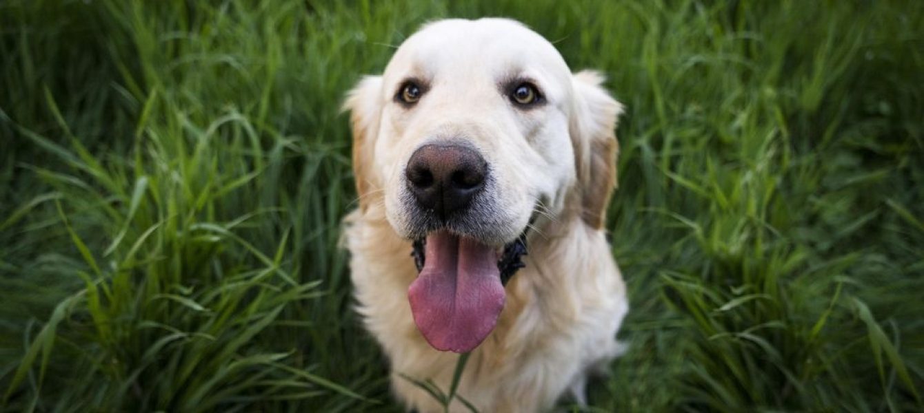 Rauw vlees en prooidieren hond