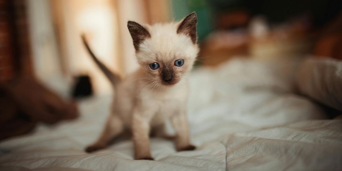 Nieuwe kitten of geadopteerd kat in huis, enkele tips.