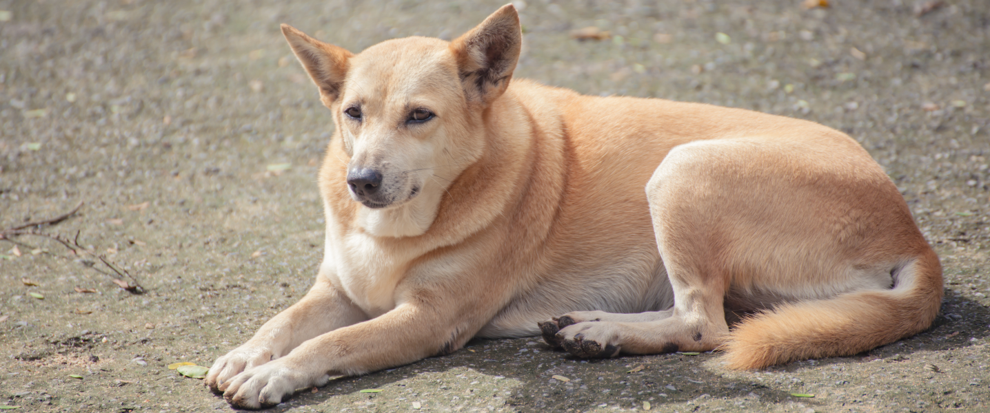 Hond afvallen