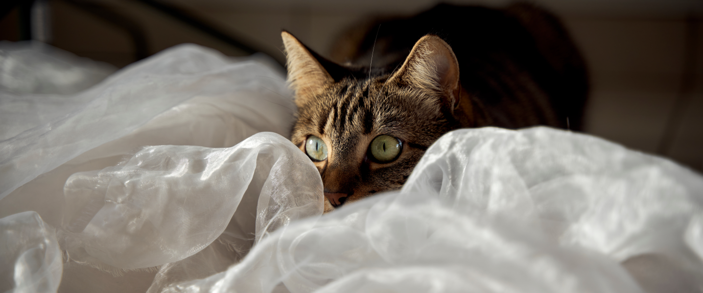 Stress bij katten herkennen en verminderen