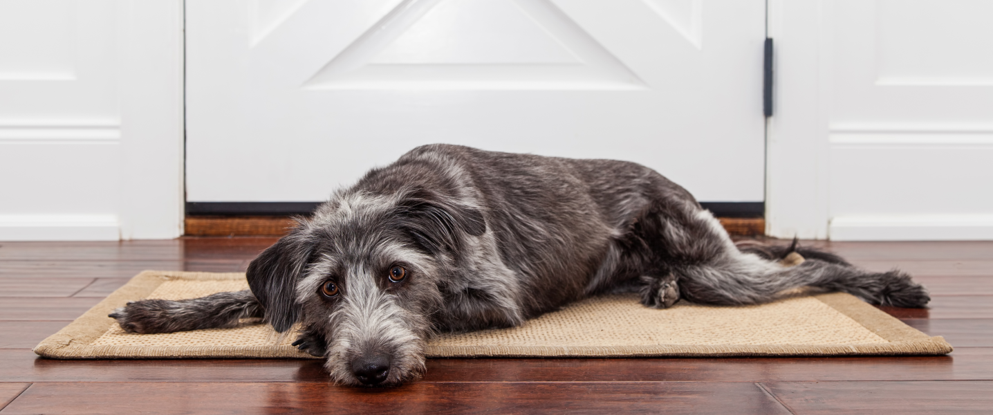 normale_banner_gespannen_situatie_hond_-_environnement_perturbant_chien