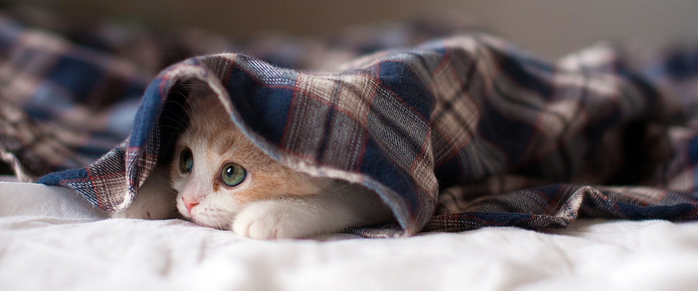 normale_banner_gespannen_situatie_kat_-_environnement_perturbant_chat