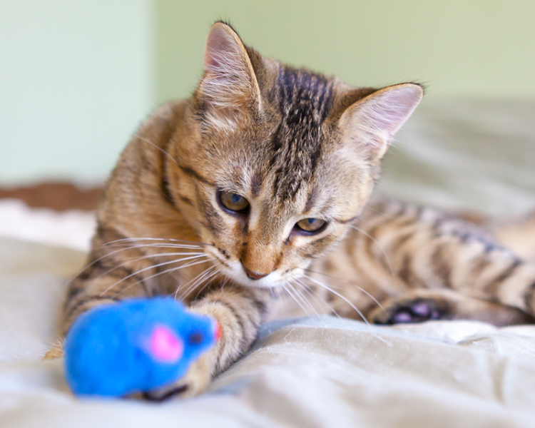 vetoquinol-myhappypet-fb-daily_0028_calque-17